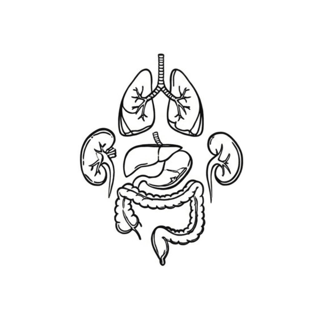 Gross Anatomy: Organs and Tissues - featured image