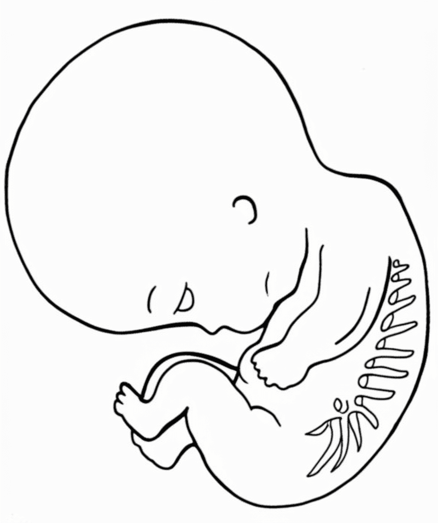 Introduction to Developmental Anatomy - featured image